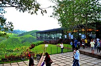 Maleisie En Java 2018 08 - Cameron Highland - Theeplantage 15