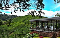 Maleisie En Java 2018 08 - Cameron Highland - Theeplantage 16