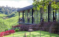 Maleisie En Java 2018 08 - Cameron Highland - Theeplantage 17
