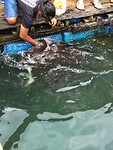 Maleisie En Java 2018 14 - Langkawi - Viskweker 03