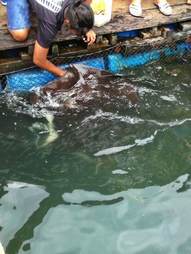 Maleisie En Java 2018 14 - Langkawi - Viskweker 03