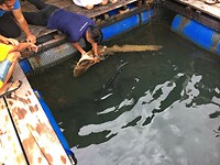Maleisie En Java 2018 14 - Langkawi - Viskweker 05