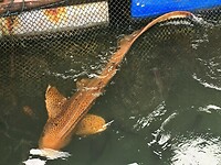 Maleisie En Java 2018 14 - Langkawi - Viskweker 06