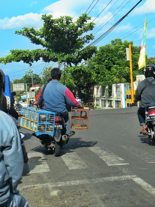 Maleisie En Java 2018 16 - Yogyakarta - Straat 21