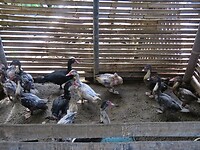 03 - Dieng Plateau - Huis Hastono 15