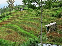 03 - Dieng Plateau - Onderweg 23