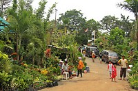 06 - Malang - Pasar Splendid Bloemenmarkt 06