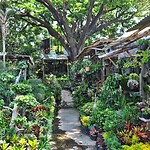 06 - Malang - Pasar Splendid Bloemenmarkt 08