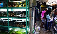 06 - Malang - Pasar Splendid Dierenmarkt 03a