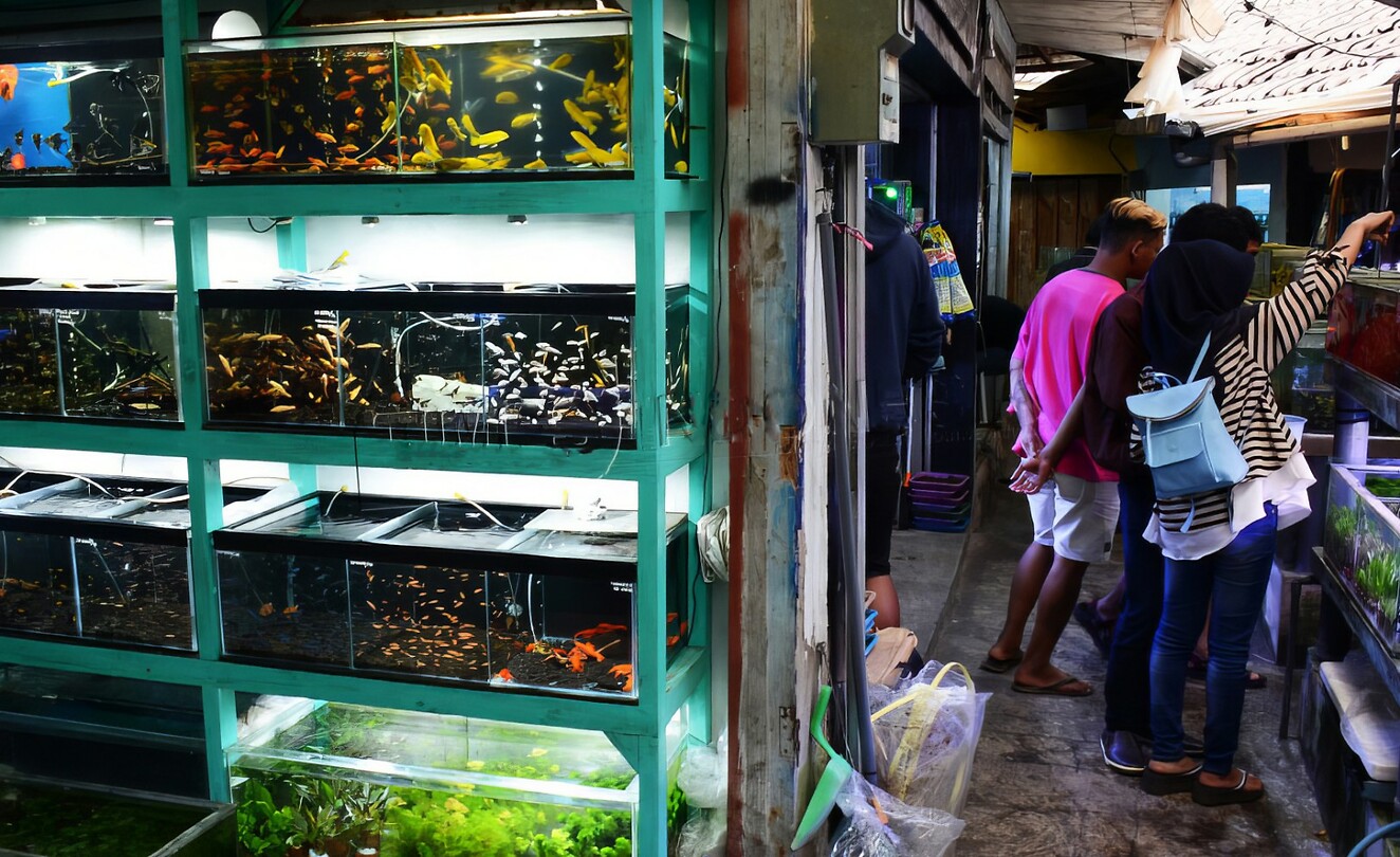 06 - Malang - Pasar Splendid Dierenmarkt 03a