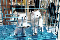 06 - Malang - Pasar Splendid Dierenmarkt 08a