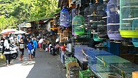 06 - Malang - Pasar Splendid Dierenmarkt 21