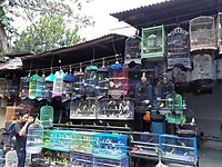 06 - Malang - Pasar Splendid Dierenmarkt 23