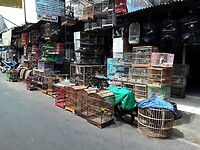 06 - Malang - Pasar Splendid Dierenmarkt 24