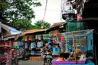 06 - Malang - Pasar Splendid Dierenmarkt 26