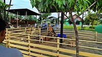 07 - Blitar - Kampung Coklat Dier 02