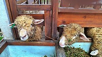 07 - Blitar - Kampung Coklat Dier 04