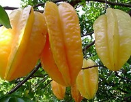 07 - Blitar - Karangsari Sterfruit 08a