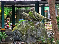 12 - Yogya - Bird Market 01