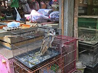 12 - Yogya - Bird Market 04