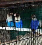 12 - Yogya - Bird Market 06c