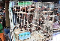 12 - Yogya - Bird Market 06cb