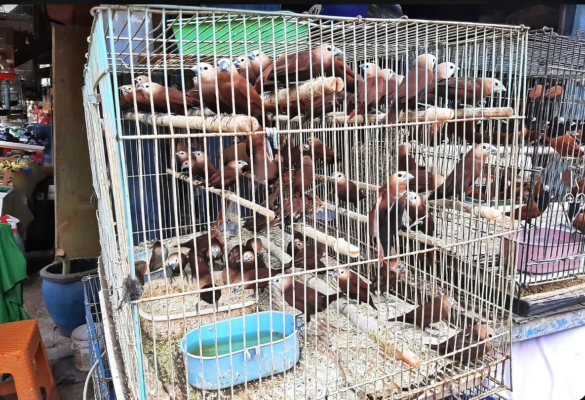 12 - Yogya - Bird Market 06cb