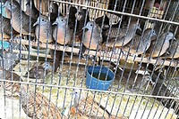 12 - Yogya - Bird Market 06cc