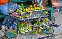 12 - Yogya - Bird Market 06cd