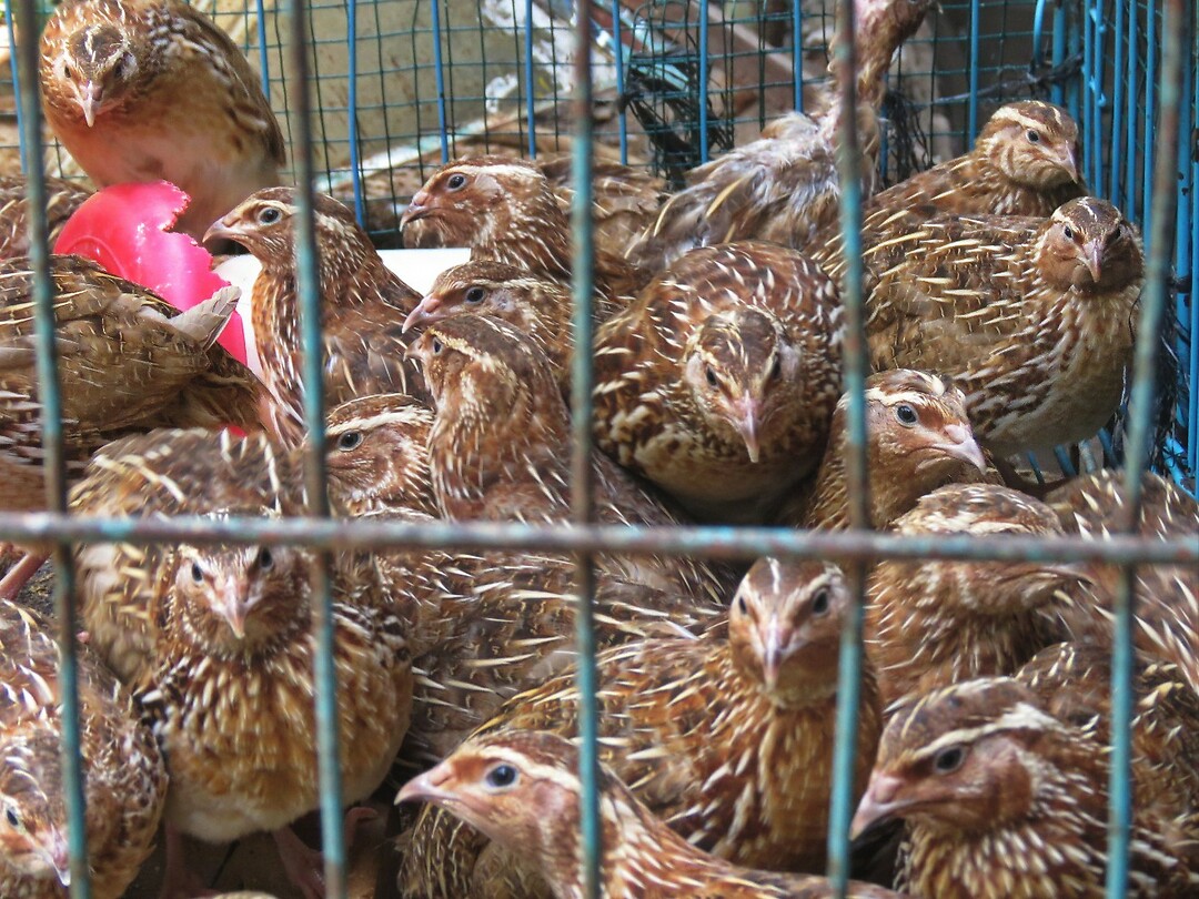 12 - Yogya - Bird Market 06ce
