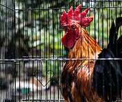12 - Yogya - Bird Market 10