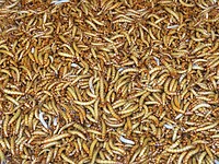 12 - Yogya - Bird Market 12