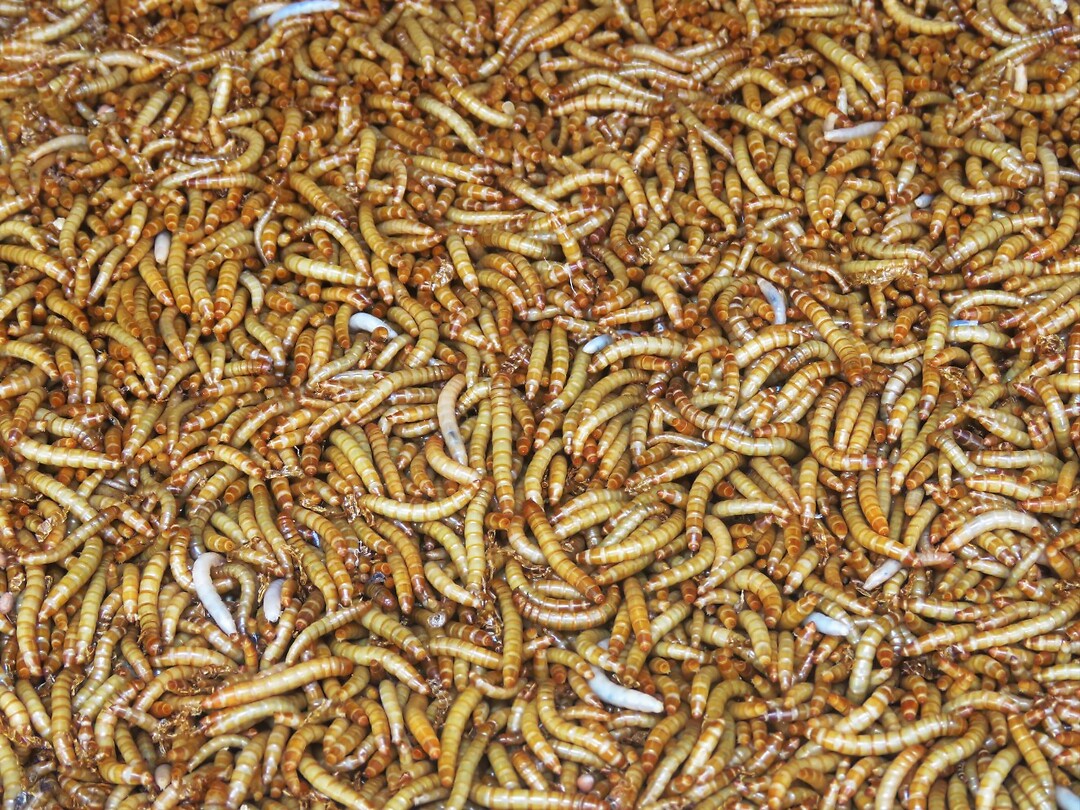 12 - Yogya - Bird Market 12