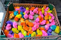 12 - Yogya - Bird Market 19a