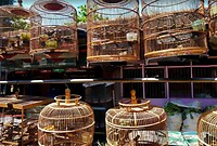 12 - Yogya - Bird Market 30