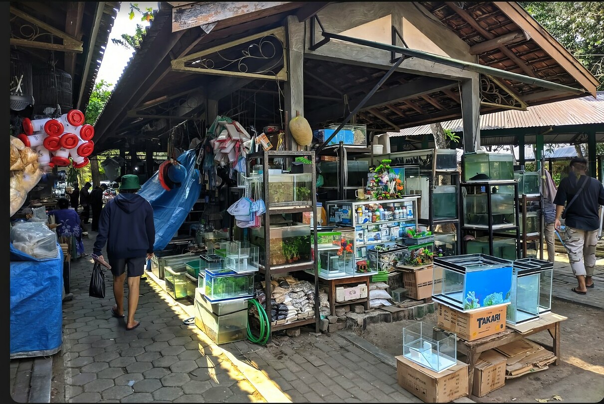 12 - Yogya - Bird Market 32