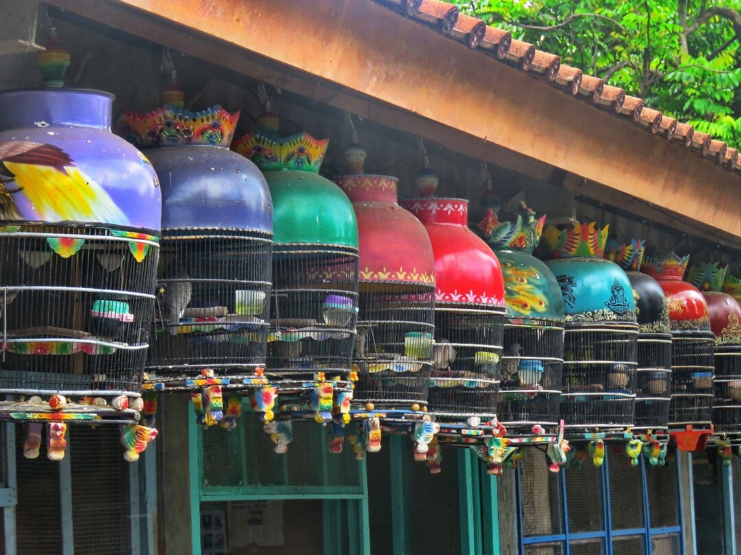 12 - Yogya - Bird Market 33