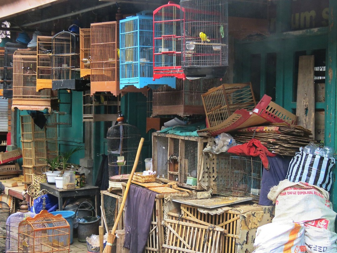 12 - Yogya - Bird Market 34