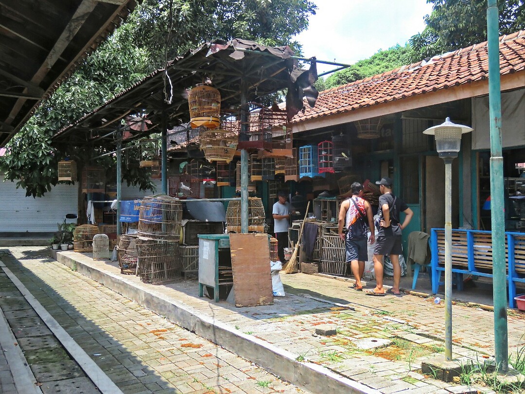 12 - Yogya - Bird Market 36