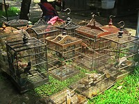 12 - Yogya - Bird Market 38