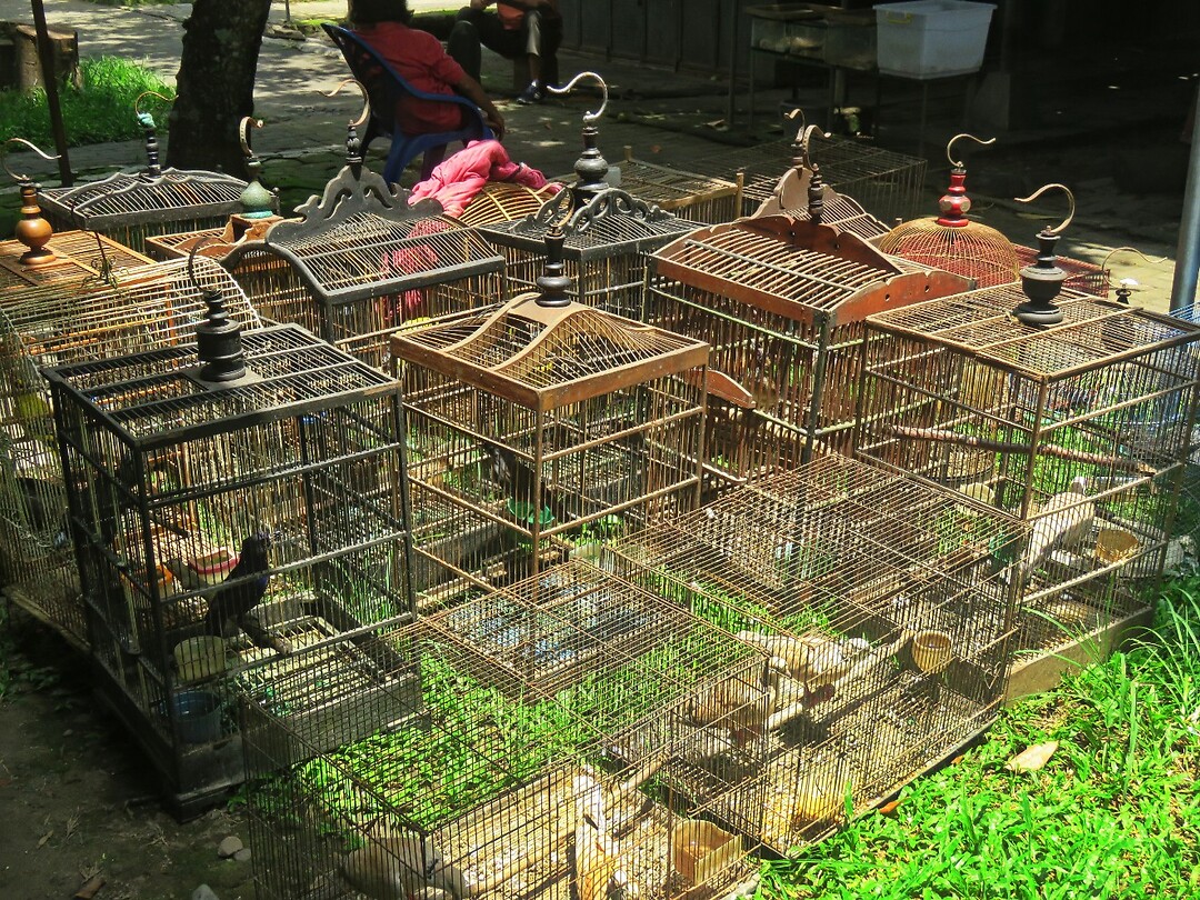 12 - Yogya - Bird Market 38