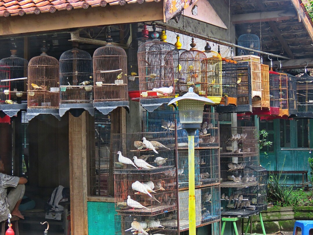 12 - Yogya - Bird Market 40
