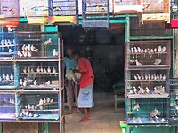 12 - Yogya - Bird Market 41