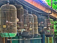 12 - Yogya - Bird Market 46