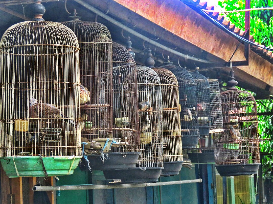 12 - Yogya - Bird Market 46