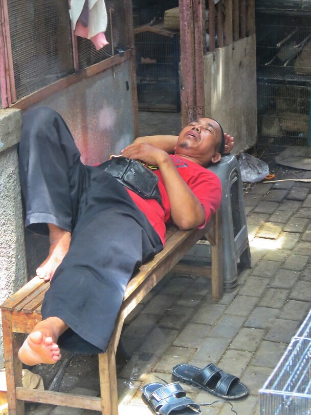 12 - Yogya - Bird Market 47