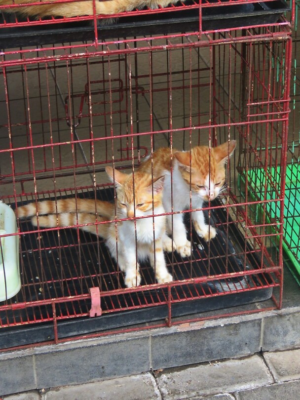 12 - Yogya - Bird Market 49