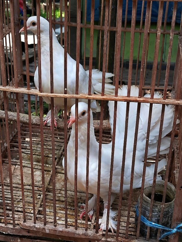 12 - Yogya - Bird Markt 02