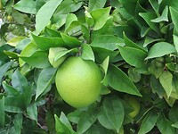 Spanje Moraira 2017 - 02 Huisje Rondom 02
