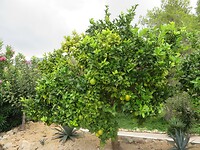 Spanje Moraira 2017 - 02 Huisje Rondom 03
